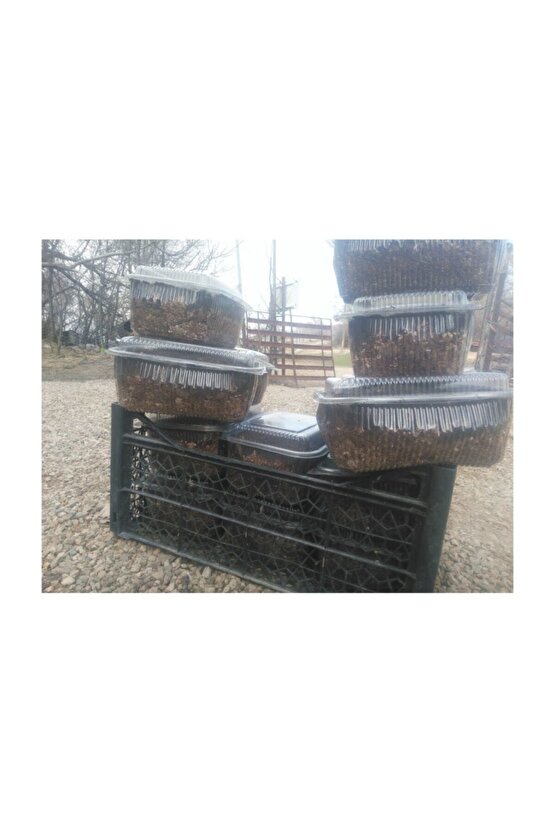 Kültür Mantarı Tohumu Ekili Deneme Hobi Kiti