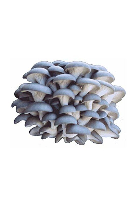 Yaprak Mantarı Tohumu 100 gr.