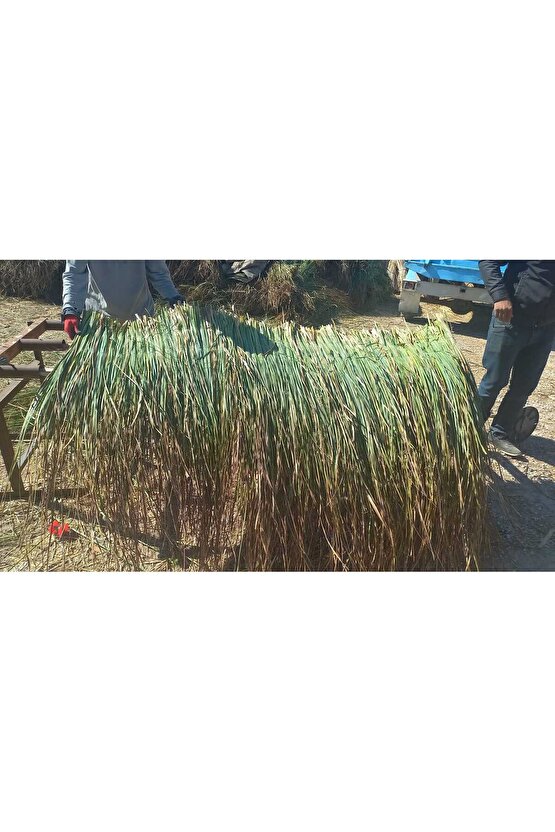 Dekoratif Doğal Püskül Otu, Saçak Otu  Saçak Otu Yükseklik 100 cm x Genişlik 2 Metre