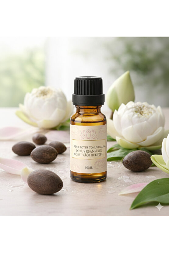 1 Adet Lotus Tohumu + Difüzör & Buhurdanlık Uyumlu Lotus Esansiyel Koku Yağı 10 ml Hediyeli