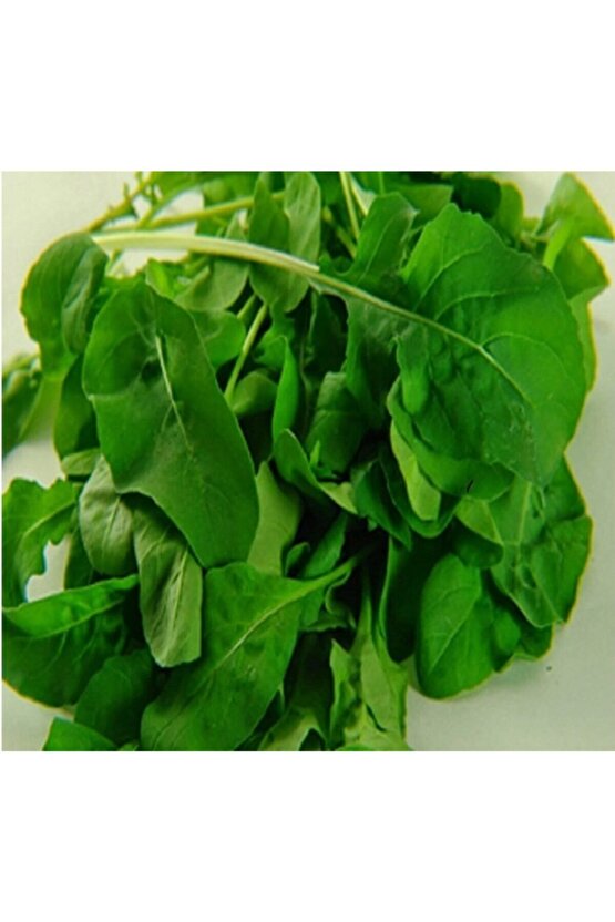 Geniş Yapraklı Roka Tohumu-25 Gram