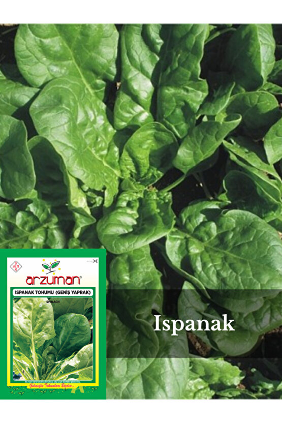 Ispanak Tohumu (Geniş Yaprak) 10gr