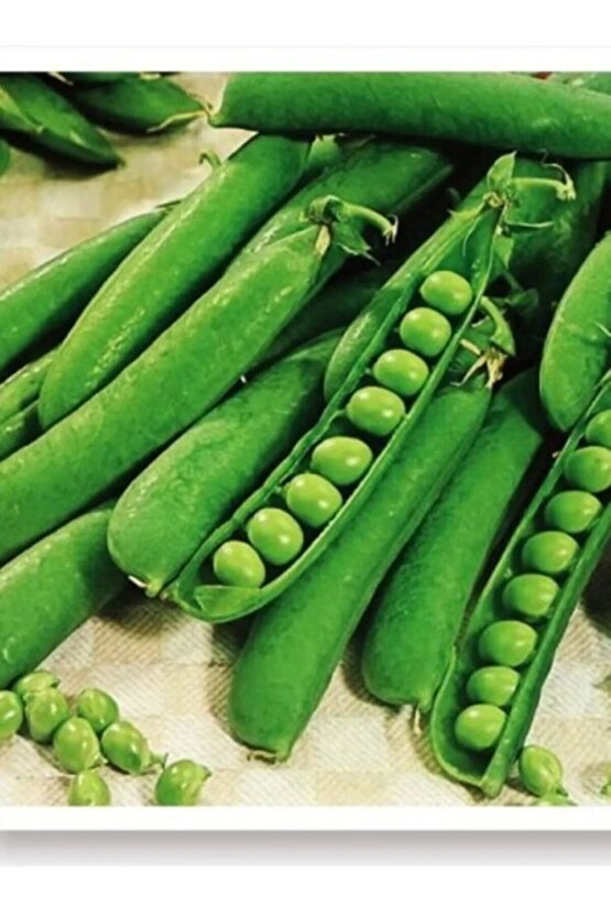 Utrillo Bezelye Tohumu 5 Gr Bezelye Aksaray Tohumculuk