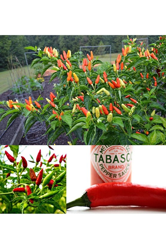 Tabasco acı biber tohumu