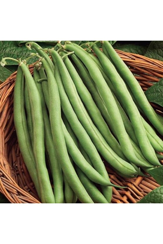 100 Adet Atlantis Oturak Fasulye Tohumu