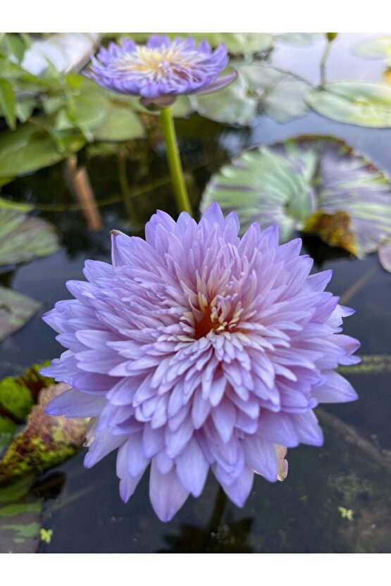 5 Adet Karışık Renklerde Lotus (Nilüfer) Çiçeği Tohumu