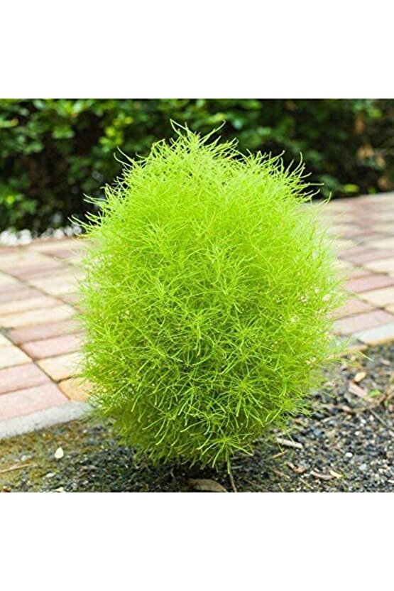 Süpürge Otu Tohumu (30 Adet)