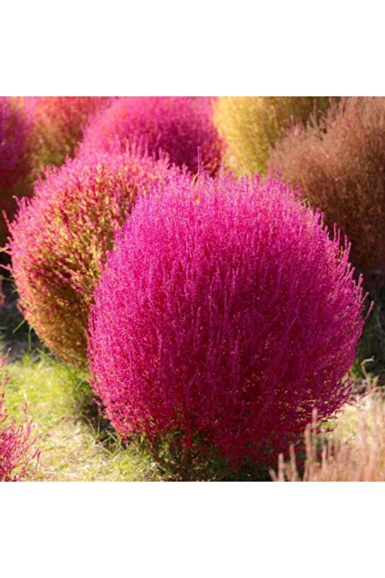 Süpürge Otu Tohumu (30 Adet)