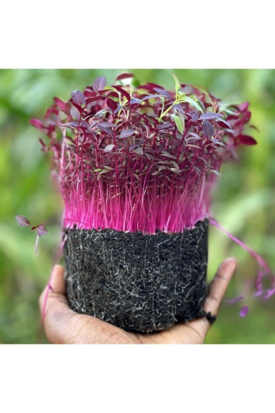 Kırmızı amaranth tohumu geleneksel şifalı amaranthus red garnet