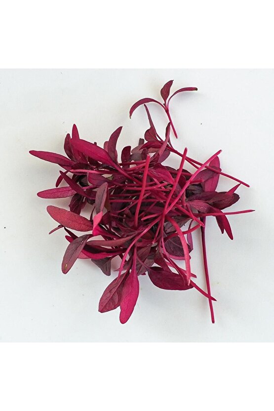 Kırmızı amaranth tohumu geleneksel şifalı amaranthus red garnet