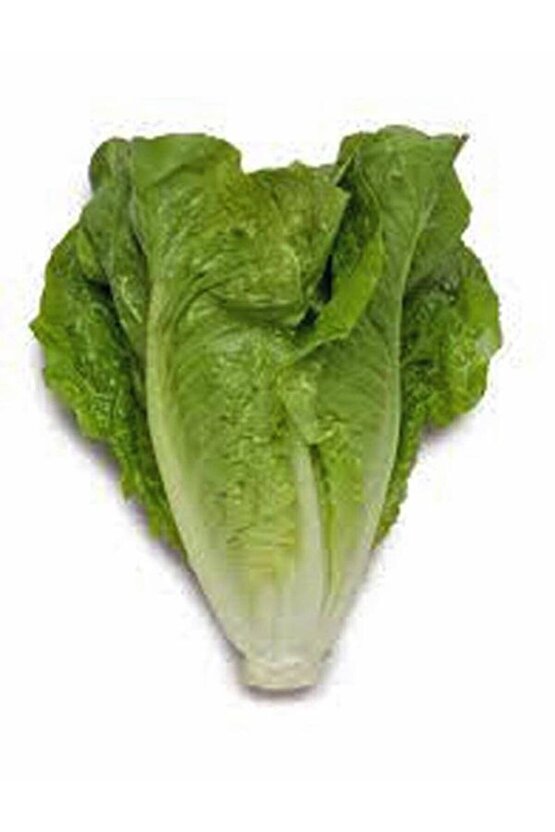 Garden Yerli Marul Yedikule 1000 Ad. Tohum