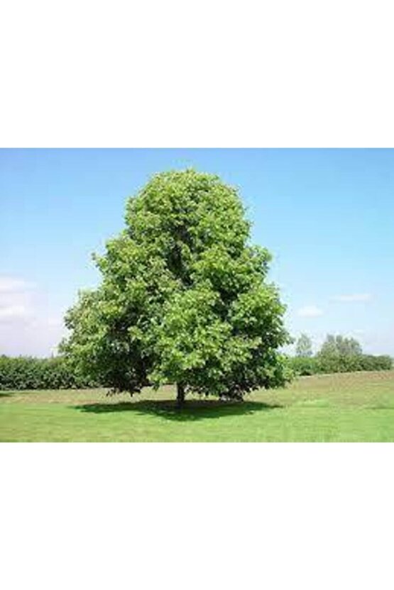 5 Adet Tohum Nadir Ihlamur Ağacı Tohumu Ihlamur Ağacı Sürpriz Hediye Tohumla Birlikte Gönderilir