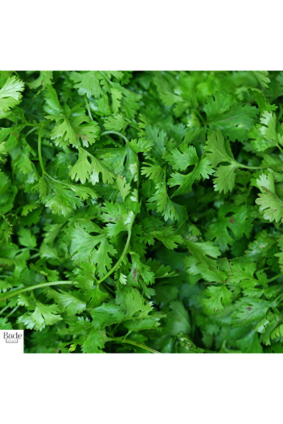 200 gr - Kişniş Otu (aş Otu) Tohumu