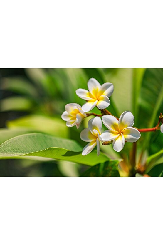 2li Paket Karışık Renklerde Adenium Çöl Gülü Tohumu  ve Plumeria Tohumu Toplam 10 Adet