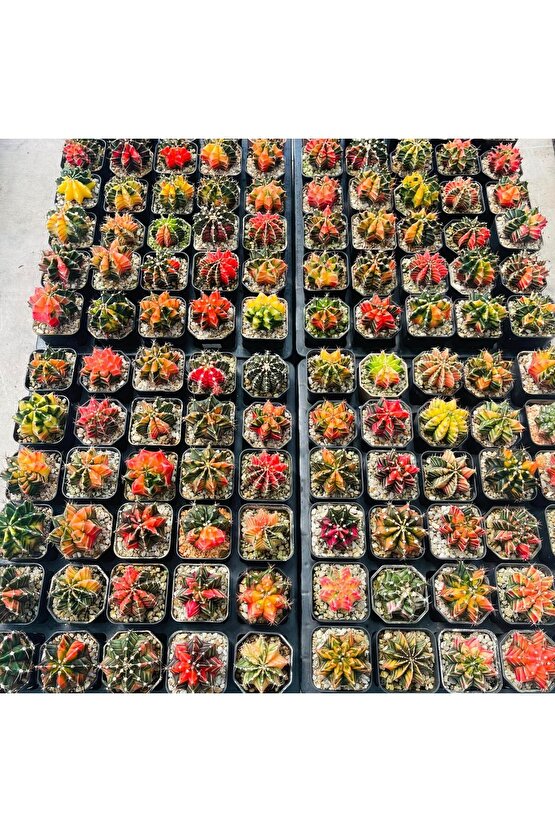 100 Adet  Karışık Kaktüs Tohumu (Gymnocalycium Gymno ve Astrophytum Astro )