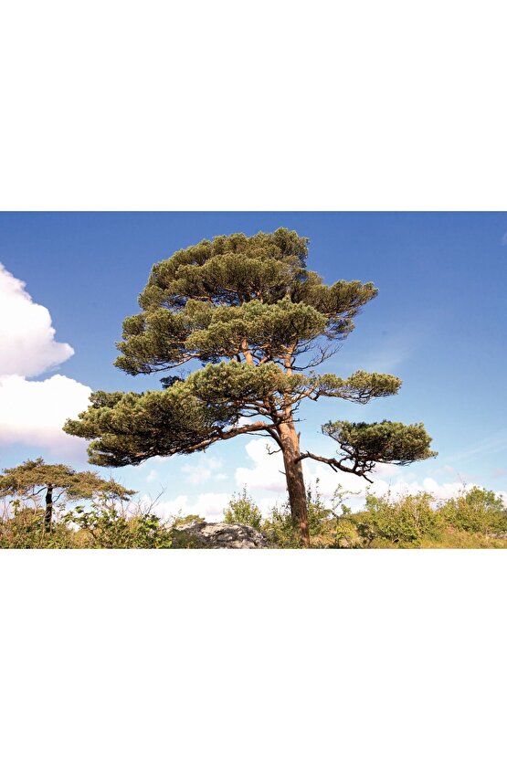 5 Adet  - Sarıçam  Ağacı Tohumu Bonsai Ağacı Tohumu