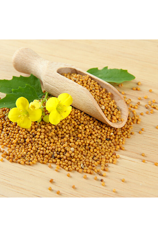 25 gr Doğal Sarı Hardal Tohumu - Taze ve Kaliteli