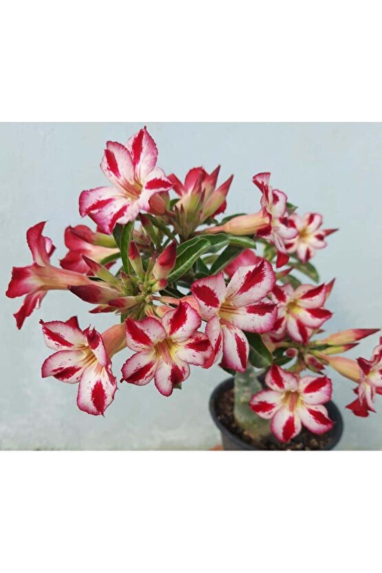 10 Adet Karışık Renklerde Adenium Çöl Gülü Tohumu