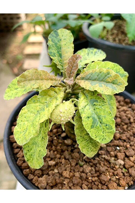 10 Adetlik Paketlerde Karışık Dorstenia Tohumları (horwodoii,crispa Yellow Spotted,foetida Ssp)