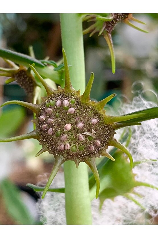 10 Adetlik Paketlerde Karışık Dorstenia Tohumları (horwodoii,crispa Yellow Spotted,foetida Ssp)