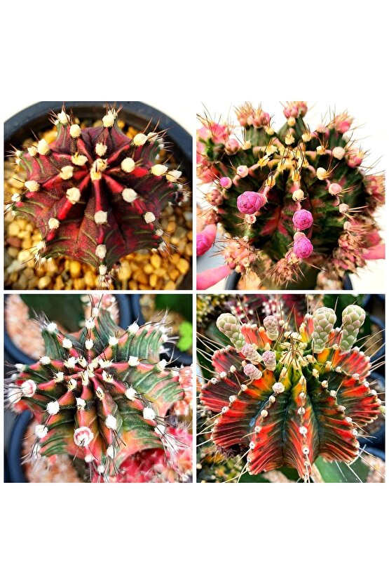 100 Adet Tohum Kaktüs Gymnocalycium Gymno Variegate Mix Karışık Tiger ,lb , Lb Hd, Pink Diamond