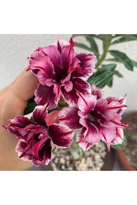 25 Adet Karışık Renklerde Adenium Çöl Gülü Tohumu