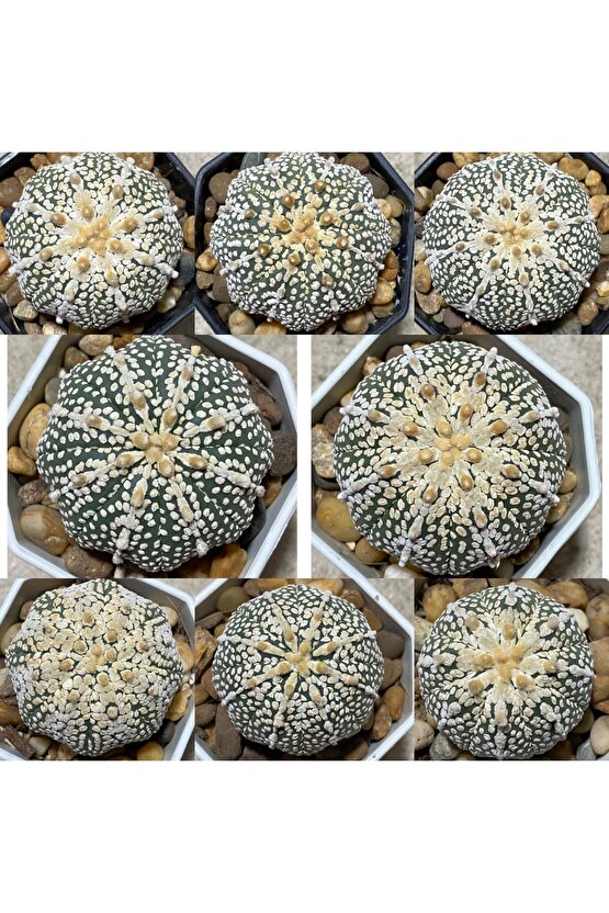 100 Adet Kaktüs Tohumu Karışık Astrophytum Astro ( 5 Ribs,kıkko,superkabuto ,star Type, V Type )