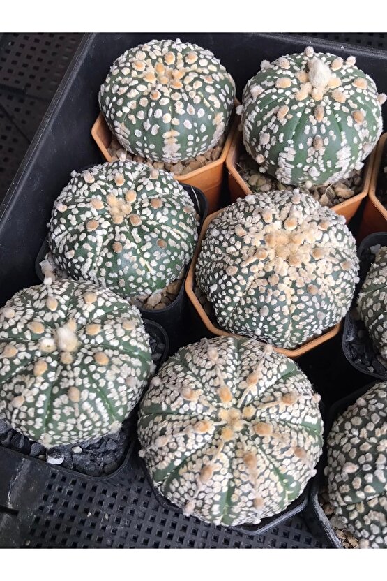 100 Adet Kaktüs Tohumu Karışık Astrophytum Astro ( 5 Ribs,kıkko,superkabuto ,star Type, V Type )