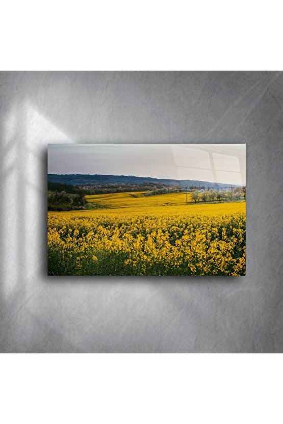 Doğal Gün Batımı Manzaralı Kanola Tarlası Tuval Tablo