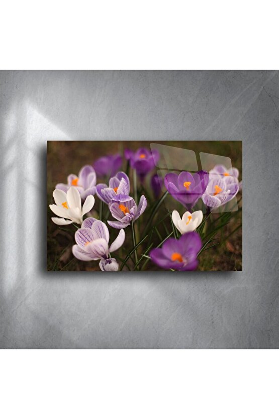 Mor Beyaz Krokus Çiçekli Cam Tablo