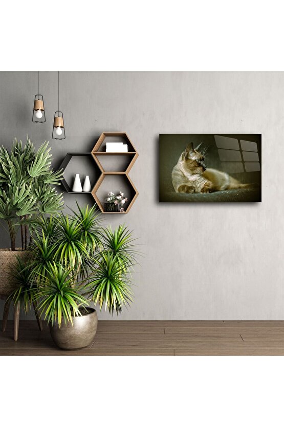 Siyam Kedisi Duvar Posteri