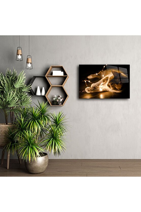 Işıklarla Oynayan Kedi Cam Tablo