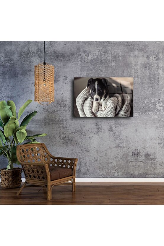 Sevimli Yavru Köpek Cam Üstü Duvar Tablosu