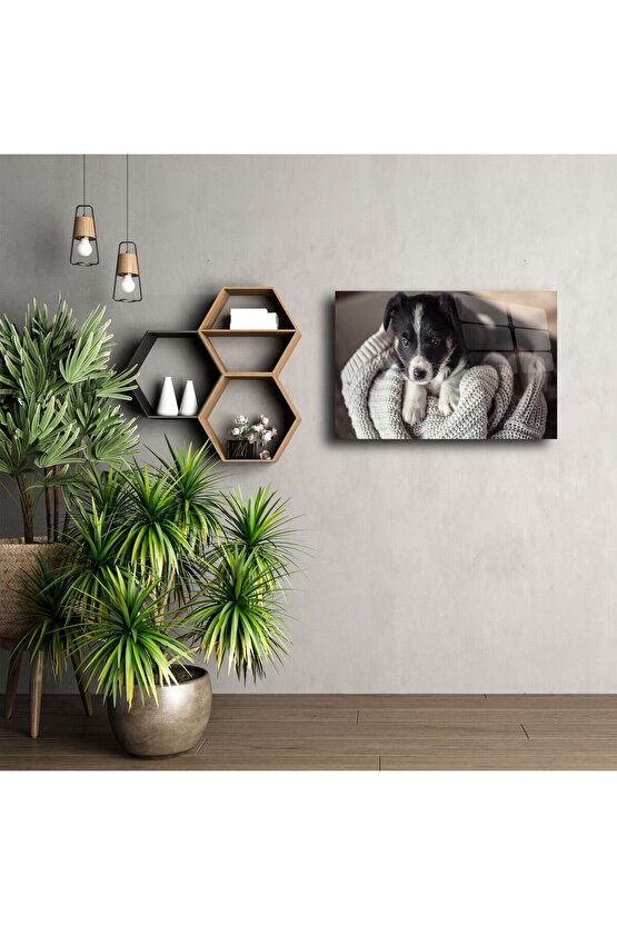 Sevimli Yavru Köpek Cam Üstü Duvar Tablosu