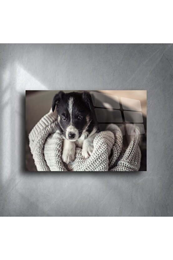Sevimli Yavru Köpek Cam Üstü Duvar Tablosu