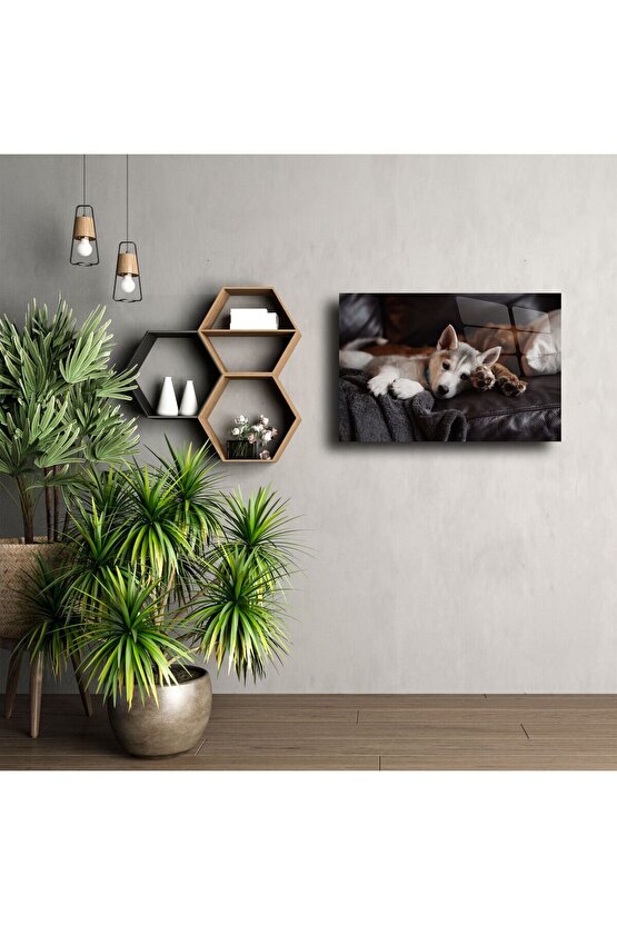 Gri Koltukta Uyuyan Sevimli Husky Yavrusu