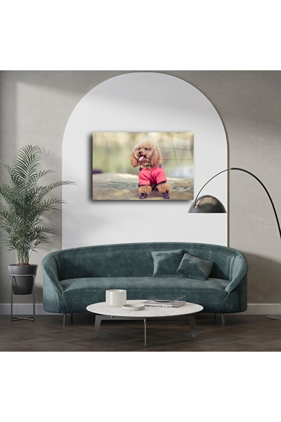 Sevimli Kahverengi Poodle Duvar Sanatı
