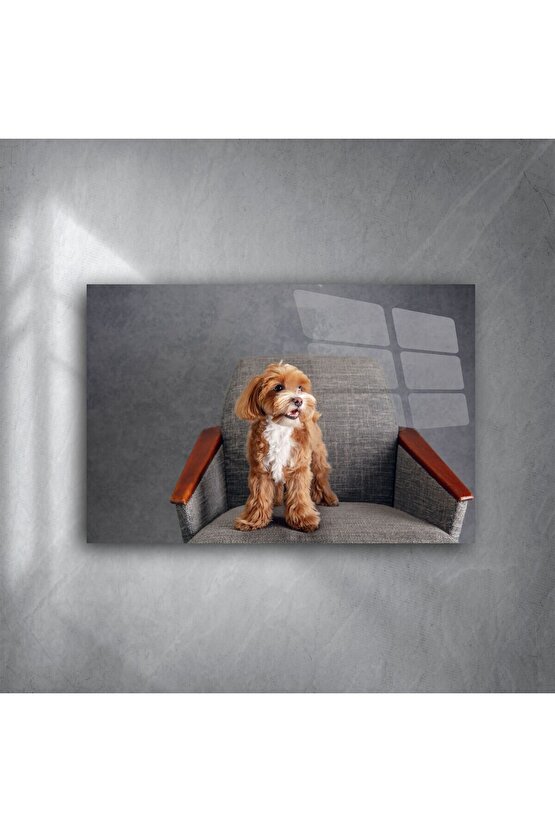 Sevimli Kahverengi Beyaz Küçük Irk Köpek Kanvas Tablo