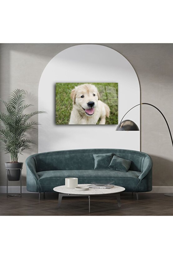 Sevimli Golden Retriever Yavru Köpek Kanvas Tablo
