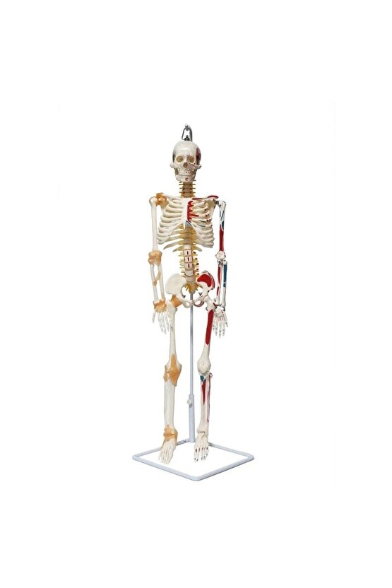 Tam İskelet Maketi 85 cm Model 9
