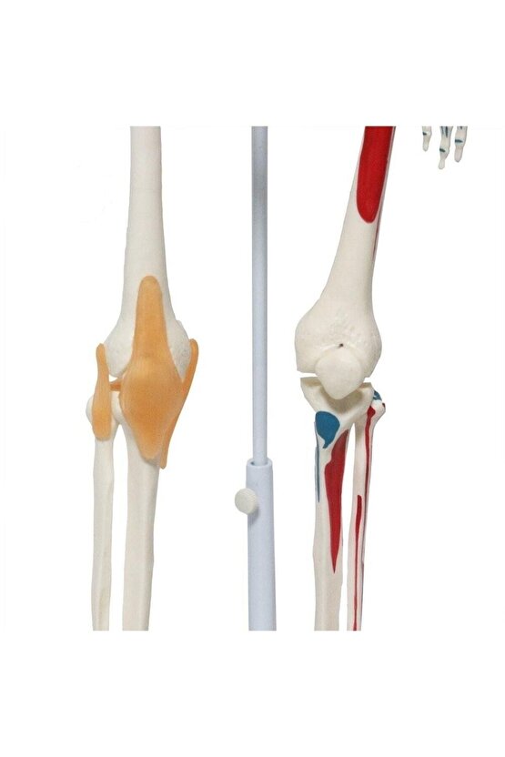 Tam İskelet Maketi 85 cm Model 9