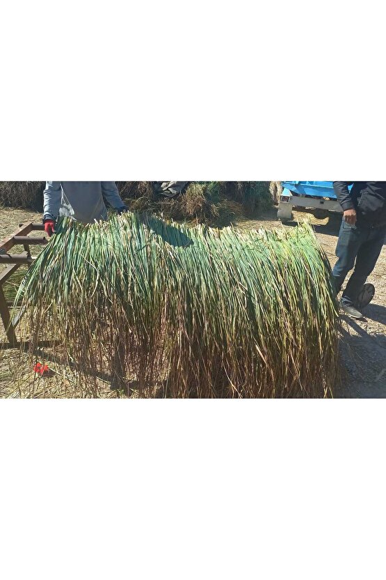 Dekoratif Doğal Püskül Otu, Saçak Otu  Saçak Otu Yükseklik 100 cm x Genişlik 2 Metre