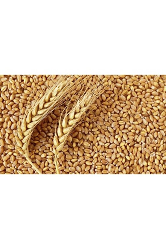 Toru Bahçe Buğday 5 Kg Yem Tavuk,Hindi,Güvercin Organik İlaçsız Yem