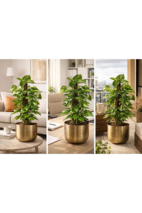 ÇAP 25 METAL GOLD ESKİTME SAKSILIK