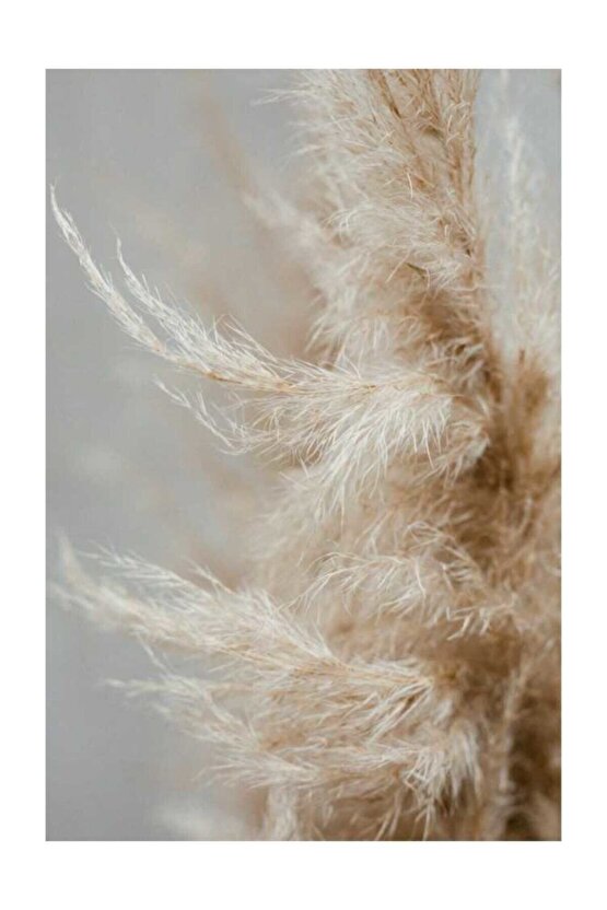 Zemerya - 10 Adet Doğal Pampas Otu 50 Cm