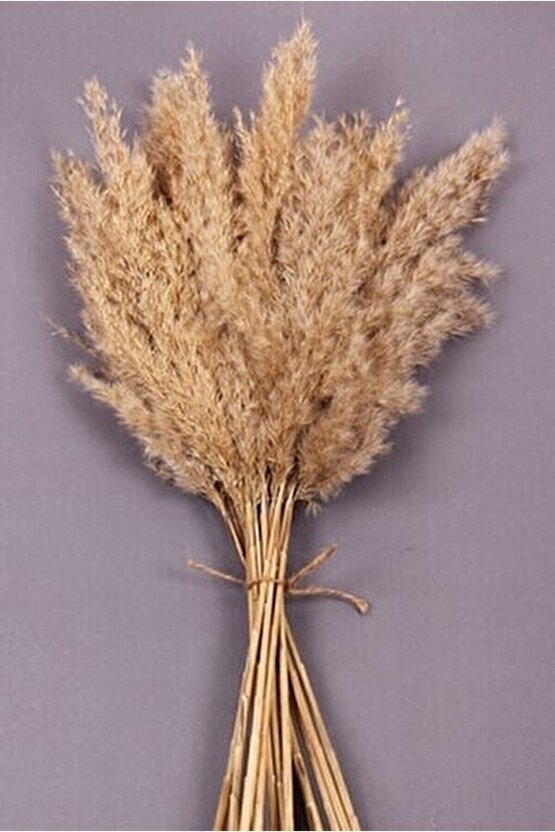 Pampas Kuru Çiçek Seti, 20 Adet, 100 Cm, Doğal Dekorasyon Aksesuarı