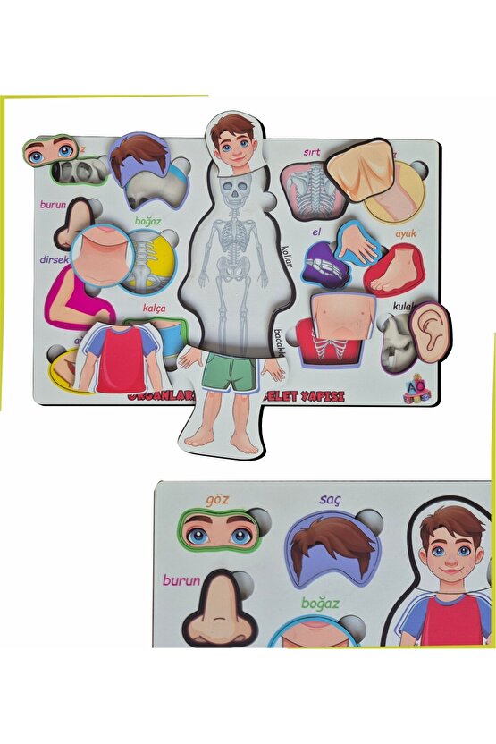 Bedenimi Öğreniyorum İskelet Sistemi Bul-Tak Puzzle