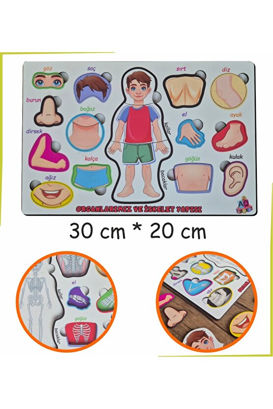 Bedenimi Öğreniyorum İskelet Sistemi Bul-Tak Puzzle