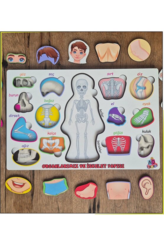 Bedenimi Öğreniyorum İskelet Sistemi Bul-Tak Puzzle