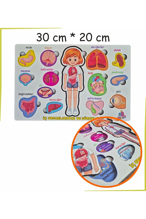 Bedenimi Öğreniyorum İç Organlarımız ve Görevleri Puzzle Bul - Tak